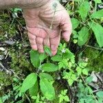 Hieracium murorumLehti