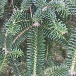 Abies pinsapoLeaf