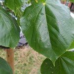 Tilia × euchlora Leaf