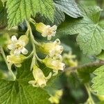 Ribes americanum Цветок