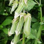 Crotalaria verrucosa Altres