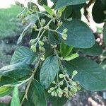 Cotoneaster glaucophyllus 叶