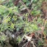 Cyclospermum leptophyllum Flower