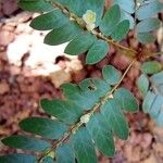 Phyllanthus niruri 果実