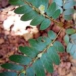 Phyllanthus niruri Fruit