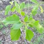 Populus balsamifera List