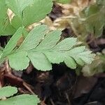 Microlepia speluncae Leaf