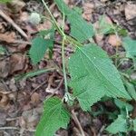 Melanthera nivea Ravina