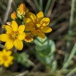 Blackstonia perfoliataFlower