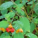 Impatiens capensisКветка