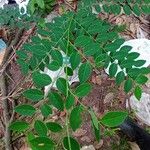 Breynia vitis-idaea List