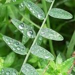 Vicia cracca Levél