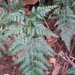 Asplenium onopterisLeaf