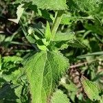 Salvia pratensis List