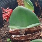 Haemanthus coccineus पत्ता