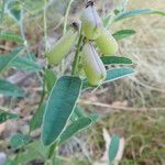 Crotalaria mitchellii Фрукт