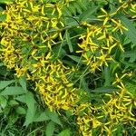 Senecio ovatus Flower