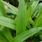 Agapanthus praecox Leaf