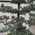 Pinus parviflora ᱪᱷᱟᱹᱞᱤ