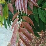 Amesiodendron chinense Leaf