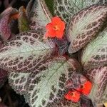 Episcia cupreata ᱵᱟᱦᱟ
