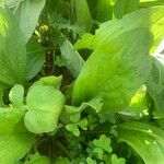 Echium plantagineum Φύλλο