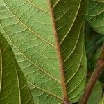 Ficus semicordata 葉
