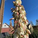 Yucca gloriosaCvet