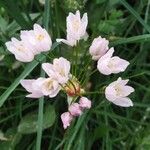 Allium roseum फूल