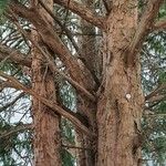 Taxus brevifolia Corteza