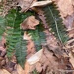 Polystichum acrostichoides ഇല