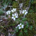 Saxifraga fragilis ফুল