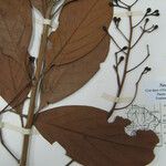 Nectandra cissiflora Beste bat