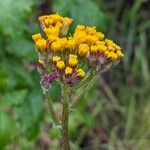 Senecio aronicoidesFloro