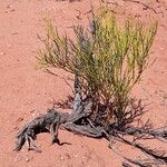 Senna crassiramea Hábito