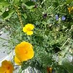 Eschscholzia californicaFloare