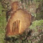 Pouteria reticulata Otro