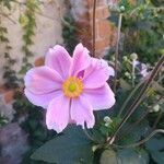 Anemone hupehensis Sonstige