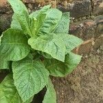 Nicotiana tabacum Blad