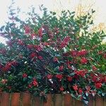 Ilex cornuta ശീലം