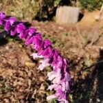 Salvia leucanthaFlower