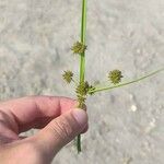 Cyperus difformis Blatt