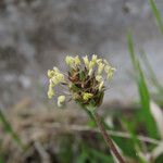 Plantago atrata Flower