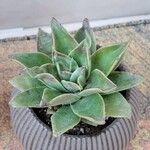 Echeveria × gilva Habit