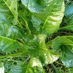 Beta vulgaris Blad