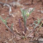 Convolvulus equitans Hábito