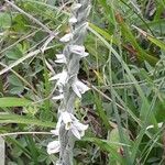 Spiranthes spiralisKukka