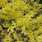 Forsythia suspensa Floro