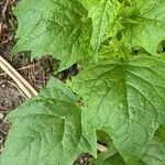 Chenopodiastrum hybridum Leaf