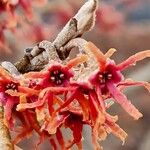 Hamamelis vernalis花